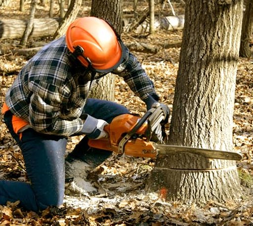 Tree Removal in Mackinaw City, MI